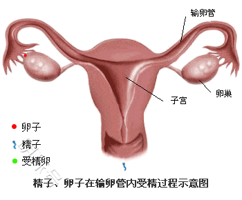 想要好孕，就从这份“输卵管造影全攻略”开始！