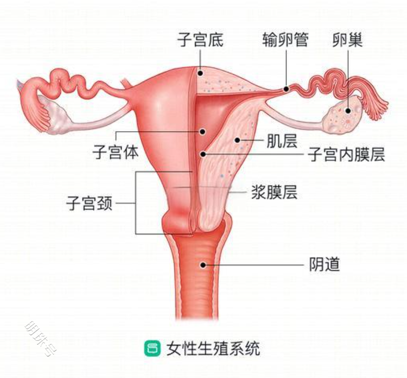 子宫内膜过薄不用烦恼，它会拯救过薄的内膜！！