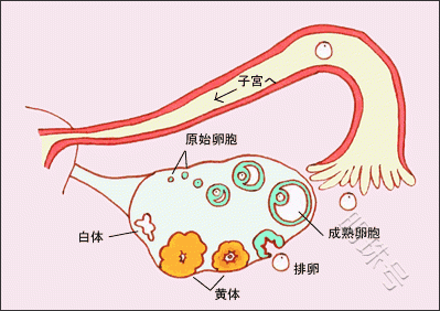 总说排卵有问题，那到底问题出在哪里？