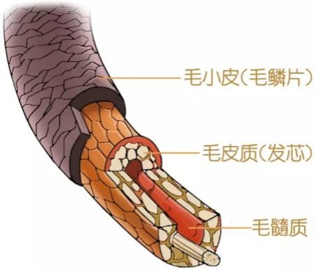 好造型与好发质能否兼得？