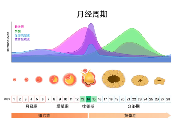大连美琳达妇儿医院：怀得上，留不住，看不见的“隐形杀手”正在悄悄剥夺你的生育力！
