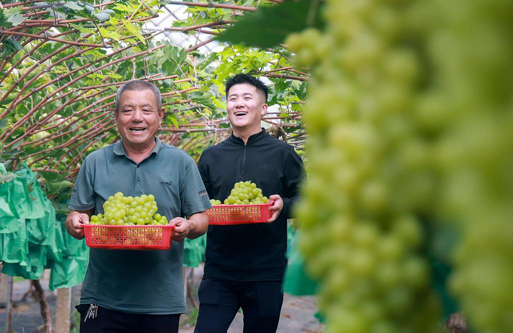 临沂：秋梨葡萄等秋令水果迎丰收