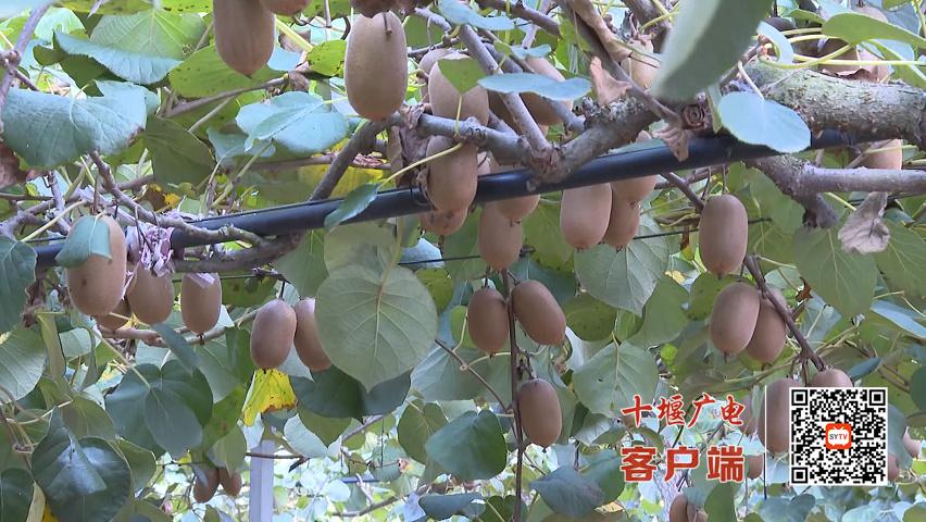 十堰2万余亩猕猴桃迎丰收，专家发布科学采收“地图”