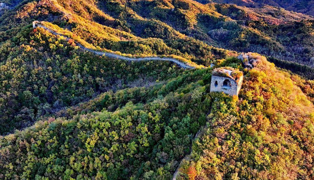 彩叶映长城 共绘秋景画