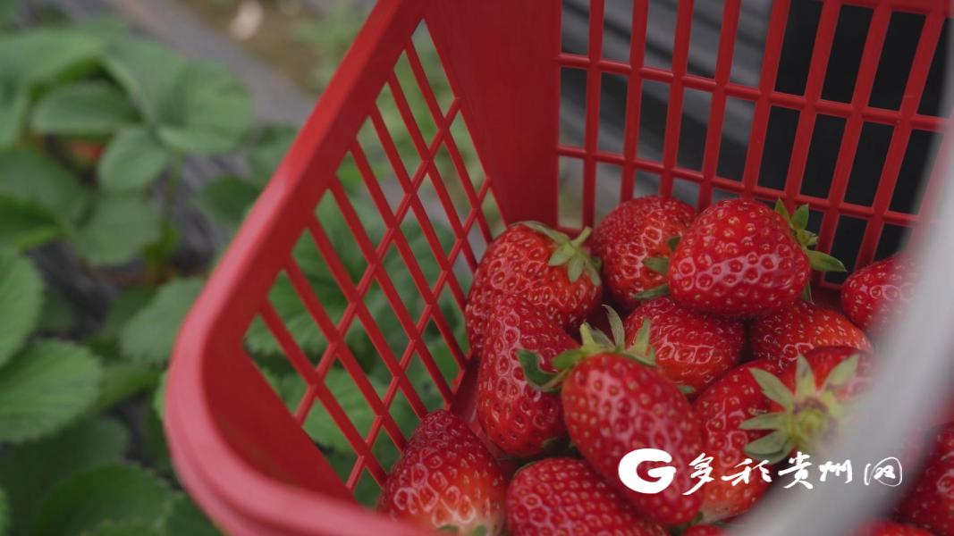 播州区石板镇：“莓”好时光到！采摘正当时