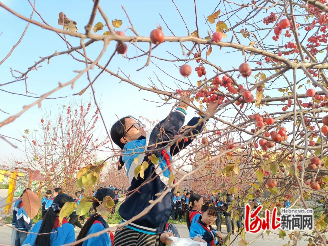 宁晋县素邱中心小学举办海棠文化活动