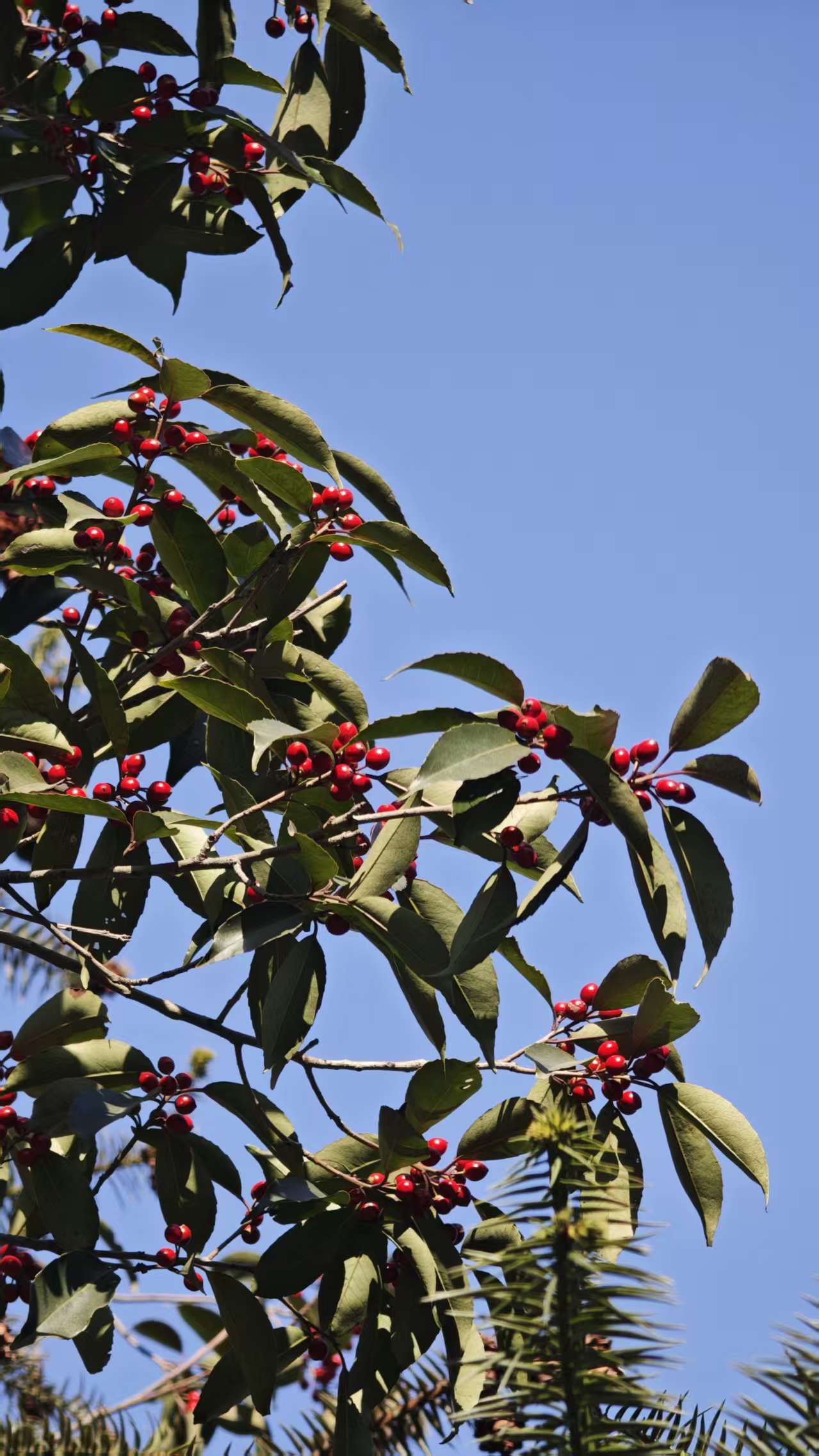 山区秋冬野果色彩诱人 专家紧急提醒：不要轻易食用
