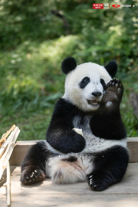 从动物运动会到海上森林：共赴一场跨越岭南的生态活力赛